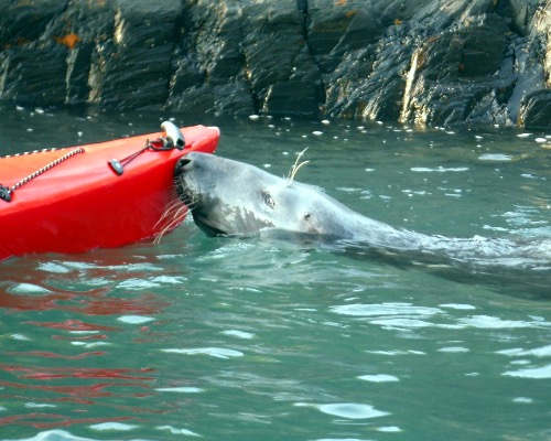 Close encounter with local wildlife