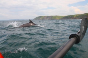 Dolphin spotting on sea kayak expedition