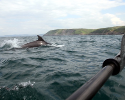 Sea kayaking with Dolphins